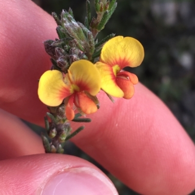 Dillwynia sericea (Egg And Bacon Peas) at Bruce Ridge to Gossan Hill - 3 Sep 2021 by Ned_Johnston