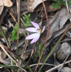 Caladenia fuscata (Dusky Fingers) at Bruce Ridge to Gossan Hill - 3 Sep 2021 by Ned_Johnston