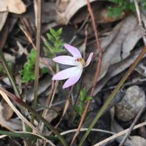 Caladenia fuscata at Bruce, ACT - suppressed