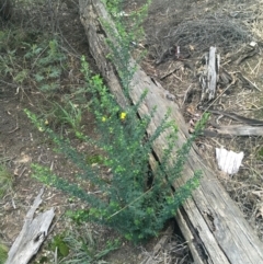 Genista monspessulana (Cape Broom, Montpellier Broom) at O'Connor, ACT - 3 Sep 2021 by NedJohnston