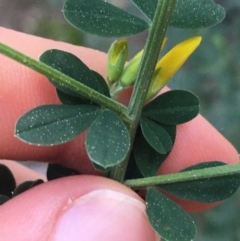 Genista monspessulana at O'Connor, ACT - 3 Sep 2021 04:26 PM