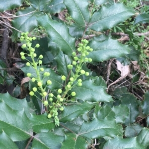 Berberis aquifolium at O'Connor, ACT - 3 Sep 2021