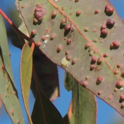 Glycaspis sp. (genus) (Unidentified sugary lerp) at Pollinator-friendly garden Conder - 15 Aug 2021 by michaelb