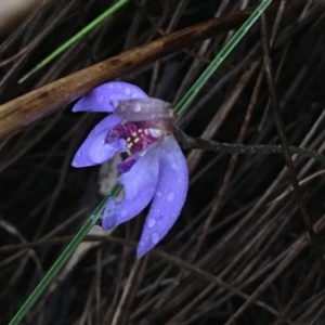 Cyanicula caerulea at Downer, ACT - suppressed