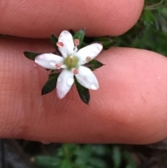 Rhytidosporum procumbens (White Marianth) at Downer, ACT - 4 Sep 2021 by NedJohnston