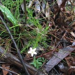 Rhytidosporum procumbens at Downer, ACT - 4 Sep 2021 04:50 PM