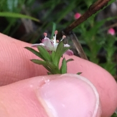 Rhytidosporum procumbens at Downer, ACT - 4 Sep 2021 04:50 PM