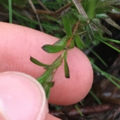 Rhytidosporum procumbens at Downer, ACT - 4 Sep 2021 04:50 PM