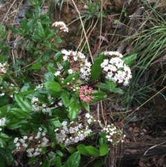 Viburnum tinus (Laurustinus) at Acton, ACT - 4 Sep 2021 by NedJohnston