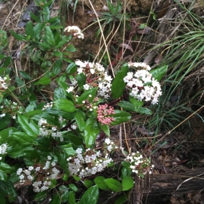 Viburnum tinus (Laurustinus) at Acton, ACT - 4 Sep 2021 by NedJohnston