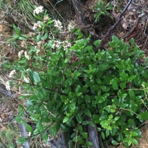 Viburnum tinus at Acton, ACT - 4 Sep 2021 04:53 PM