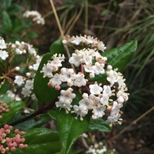 Viburnum tinus at Acton, ACT - 4 Sep 2021 04:53 PM