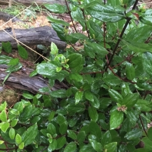 Viburnum tinus at Acton, ACT - 4 Sep 2021 04:53 PM