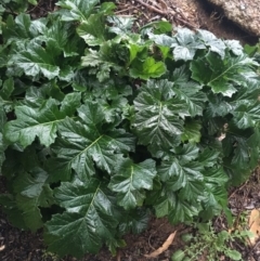 Acanthus mollis (Bear's Breeches, Oyster Plant) at Acton, ACT - 4 Sep 2021 by Ned_Johnston