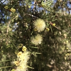 Melaleuca nodosa (Prickly-leaved Paperbark) at Evans Head, NSW - 6 Sep 2021 by AliClaw