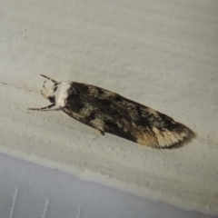 Endrosis sarcitrella (White-shouldered House Moth) at Pollinator-friendly garden Conder - 20 Aug 2021 by michaelb