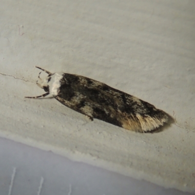 Endrosis sarcitrella (White-shouldered House Moth) at Pollinator-friendly garden Conder - 20 Aug 2021 by michaelb