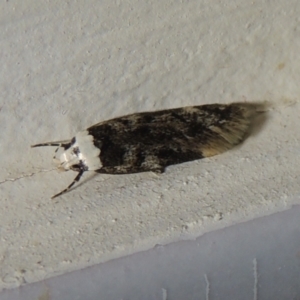 Endrosis sarcitrella at Conder, ACT - 20 Aug 2021 07:44 PM