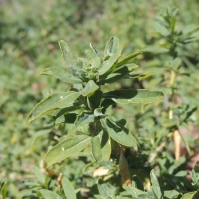 Atriplex semibaccata (Creeping Saltbush) at Point Hut to Tharwa - 21 Aug 2021 by MichaelBedingfield