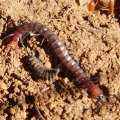 Scolopendromorpha (order) (A centipede) at The Pinnacle - 6 Sep 2021 by trevorpreston