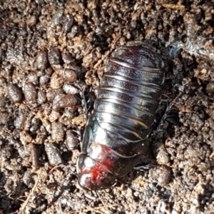 Panesthia australis at Weetangera, ACT - 6 Sep 2021 10:38 AM