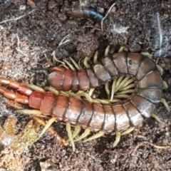 Cormocephalus aurantiipes (Orange-legged Centipede) at The Pinnacle - 6 Sep 2021 by tpreston