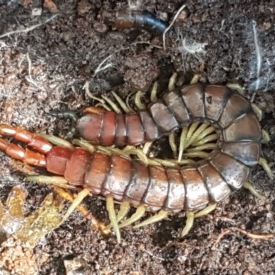 Cormocephalus aurantiipes (Orange-legged Centipede) at Weetangera, ACT - 6 Sep 2021 by tpreston