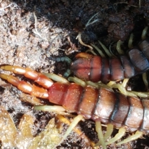 Cormocephalus aurantiipes at Weetangera, ACT - 6 Sep 2021 10:40 AM