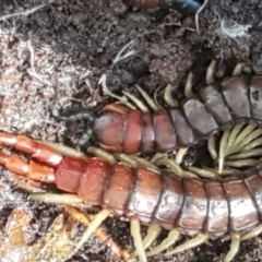 Cormocephalus aurantiipes at Weetangera, ACT - 6 Sep 2021 10:40 AM