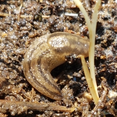 Ambigolimax nyctelia (Striped Field Slug) at The Pinnacle - 6 Sep 2021 by tpreston
