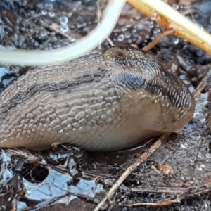 Ambigolimax sp. (valentius and waterstoni) at Weetangera, ACT - 6 Sep 2021 10:42 AM