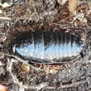 Platyzosteria similis at Weetangera, ACT - 6 Sep 2021