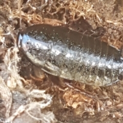 Platyzosteria similis at Weetangera, ACT - 6 Sep 2021