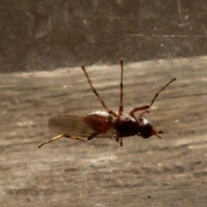 Pyrgotidae sp. (family) at Boro, NSW - suppressed