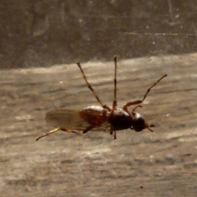 Unidentified True fly (Diptera) at Boro, NSW - 2 Sep 2021 by Paul4K