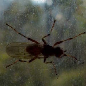 Pyrgotidae sp. (family) at Boro, NSW - suppressed