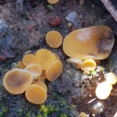 Phaeohelotium (Discinella terrestris aggregate) at Holt, ACT - 6 Sep 2021 by trevorpreston