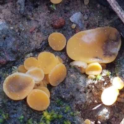 Phaeohelotium (Discinella terrestris aggregate) at Holt, ACT - 6 Sep 2021 by trevorpreston