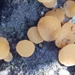 Phaeohelotium (Discinella terrestris aggregate) at Holt, ACT - 6 Sep 2021 10:59 AM