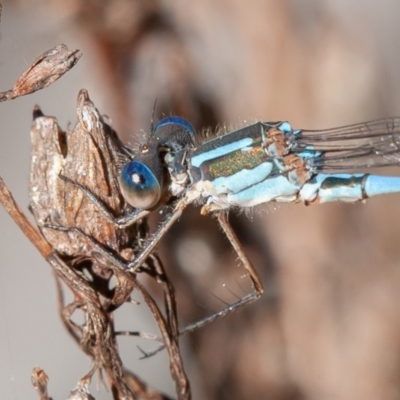 Austrolestes leda (Wandering Ringtail) at Jerrabomberra, ACT - 5 Sep 2021 by rawshorty