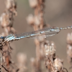 Austrolestes leda at Jerrabomberra, ACT - 6 Sep 2021 09:33 AM