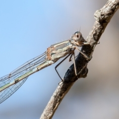 Austrolestes leda at Jerrabomberra, ACT - 6 Sep 2021 09:33 AM