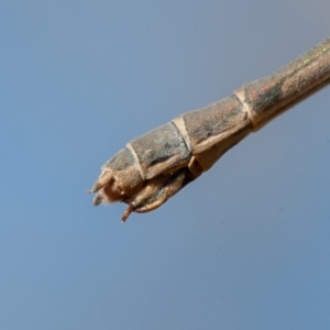 Austrolestes leda at Jerrabomberra, ACT - 6 Sep 2021 09:33 AM