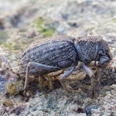 Cubicorhynchus sp. (genus) (Ground weevil) at Holt, ACT - 6 Sep 2021 by tpreston