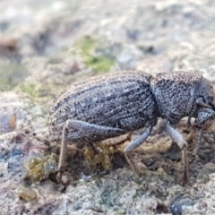 Cubicorhynchus sp. (genus) at Holt, ACT - 6 Sep 2021 11:02 AM