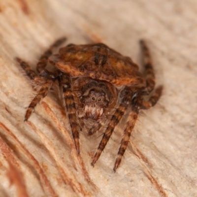 Dolophones sp. (genus) (Wrap-around spider) at Symonston, ACT - 6 Sep 2021 by rawshorty