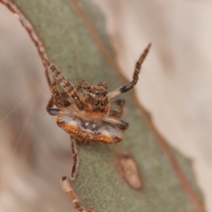 Dolophones sp. (genus) at Symonston, ACT - 6 Sep 2021