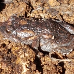 Uperoleia laevigata (Smooth Toadlet) at The Pinnacle - 6 Sep 2021 by trevorpreston