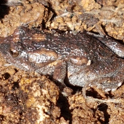 Uperoleia laevigata (Smooth Toadlet) at The Pinnacle - 6 Sep 2021 by trevorpreston