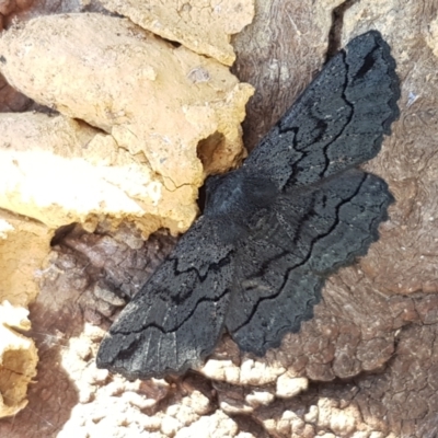 Melanodes anthracitaria (Black Geometrid) at The Pinnacle - 6 Sep 2021 by trevorpreston